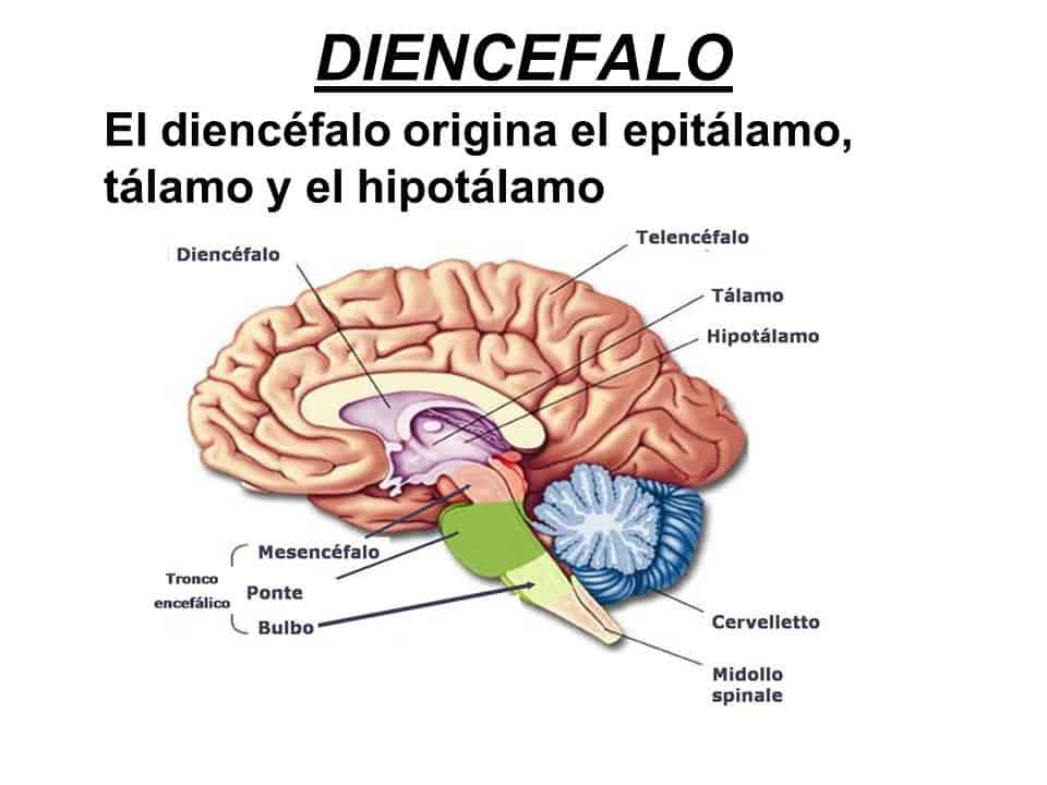 Diencéfalo