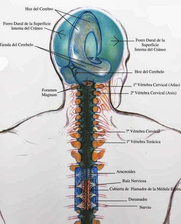 Meninges craneales