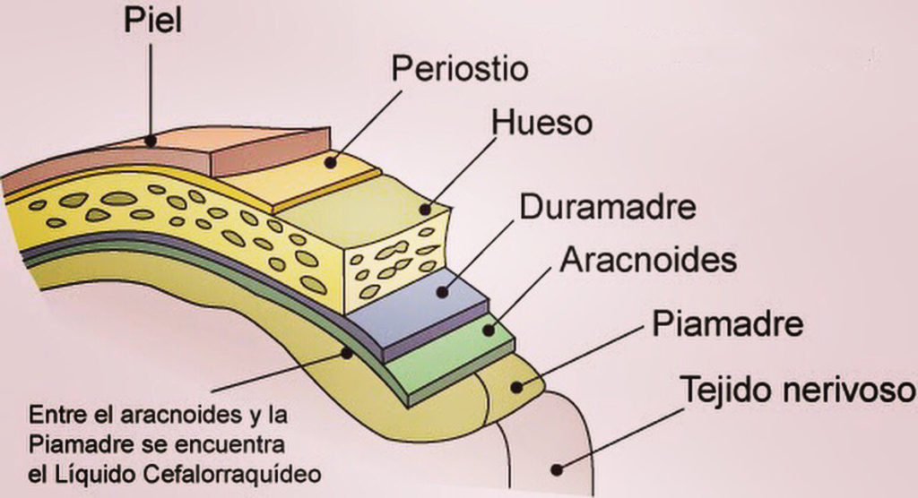 Meninges y hueso del cráneo