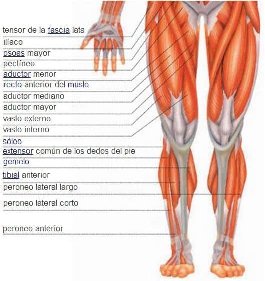 Pelvis, piernas y pies