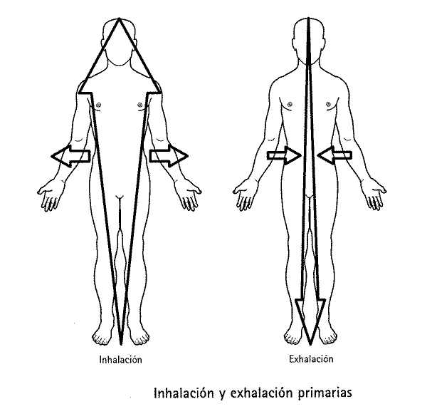 El cuerpo de expande y contrae