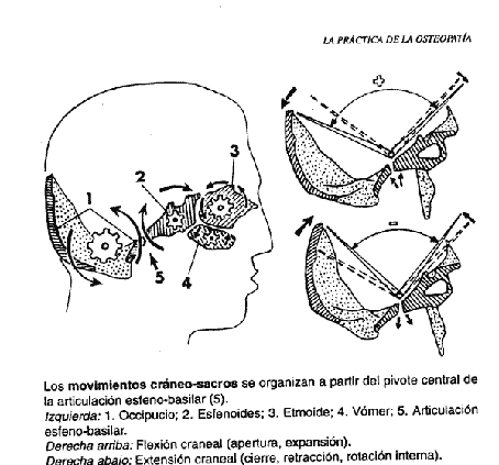 Mecanismo esfeno basilar