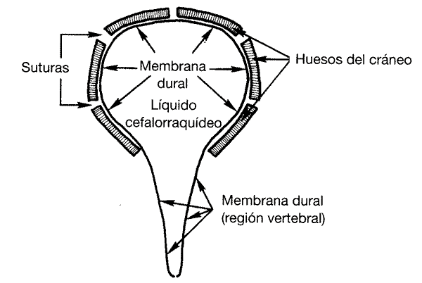 Membrana de presión