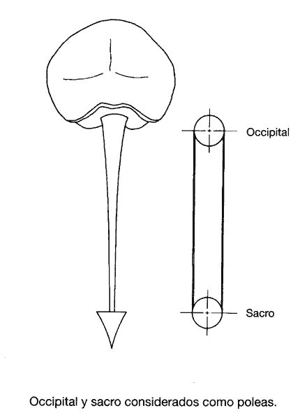 Polea sacro cráneo