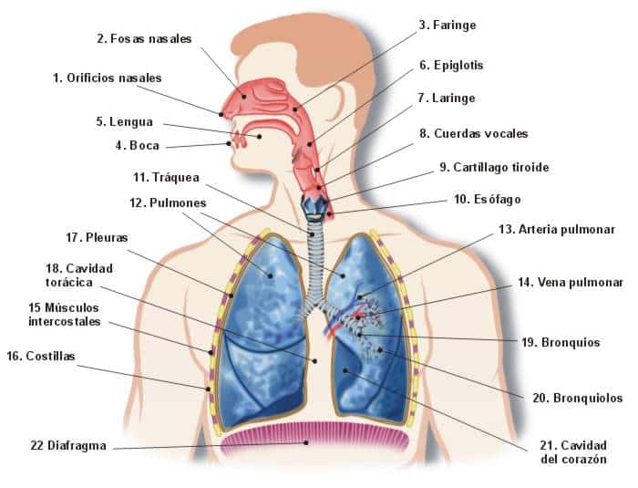 Sistema respiratorio