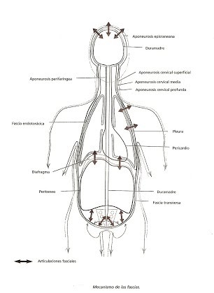 03-craneosacral presiones cuerpo