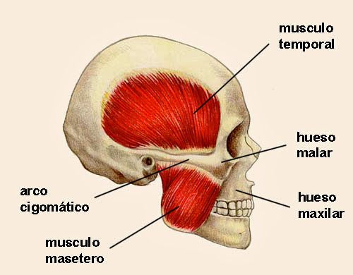 32-Mandibula-zigomatico