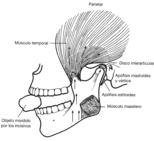 32-Mandibula-blanco-negro