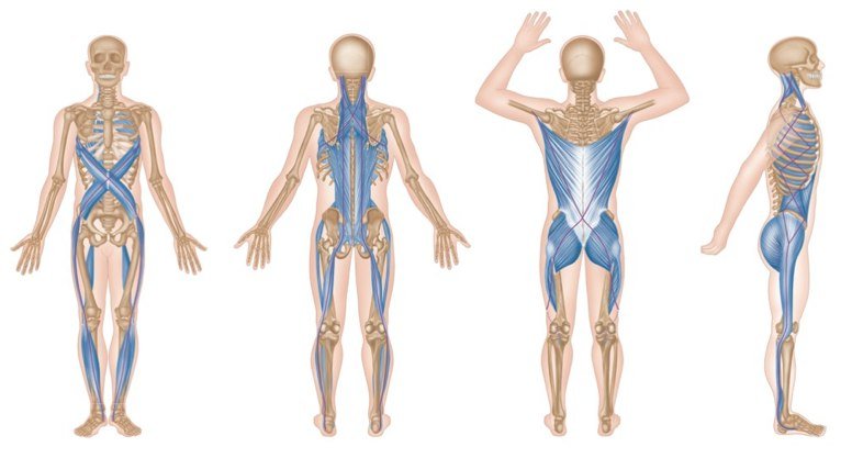 40-Cadenas-musculares-y-tejido-fascial