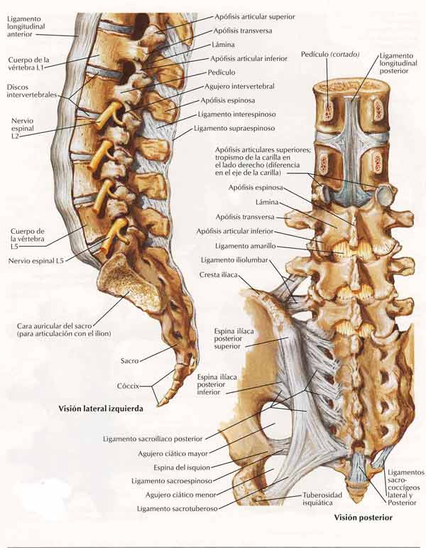 42-Ligamento-sacro-color