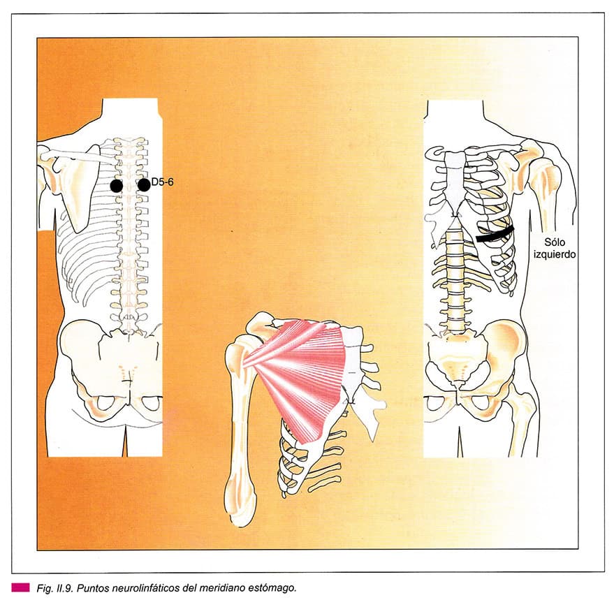 Neurolinfatico-Estomago-cuerpo