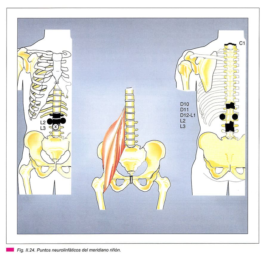 Neurolinfatico-Rinon-cuerpo